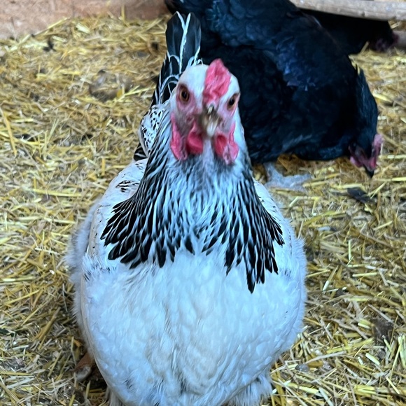 Meet your Posher, Sura-Quay or SQ - Picture 4 of 7